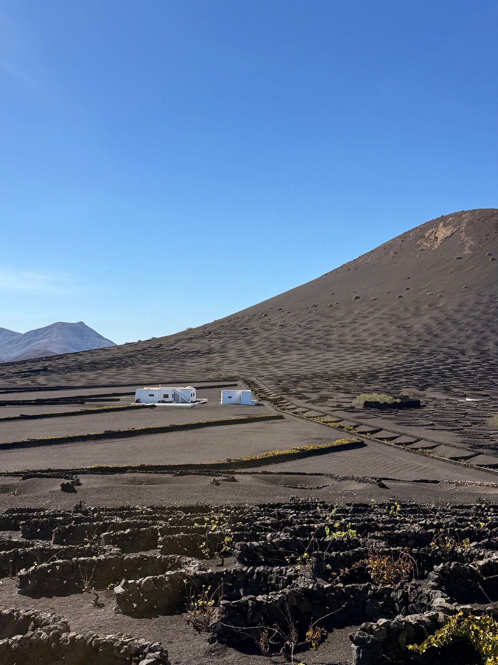 Volcanic vineyards and white farm buildings in La Geria, Lanzarote