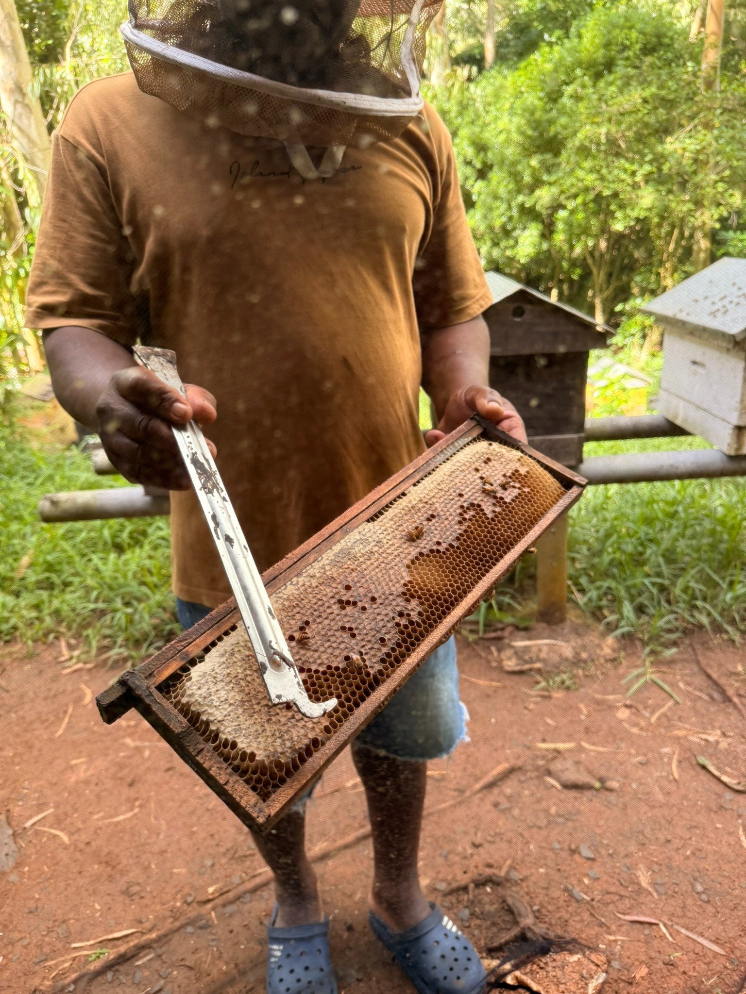 Miel Victoria honey from Rodrigues