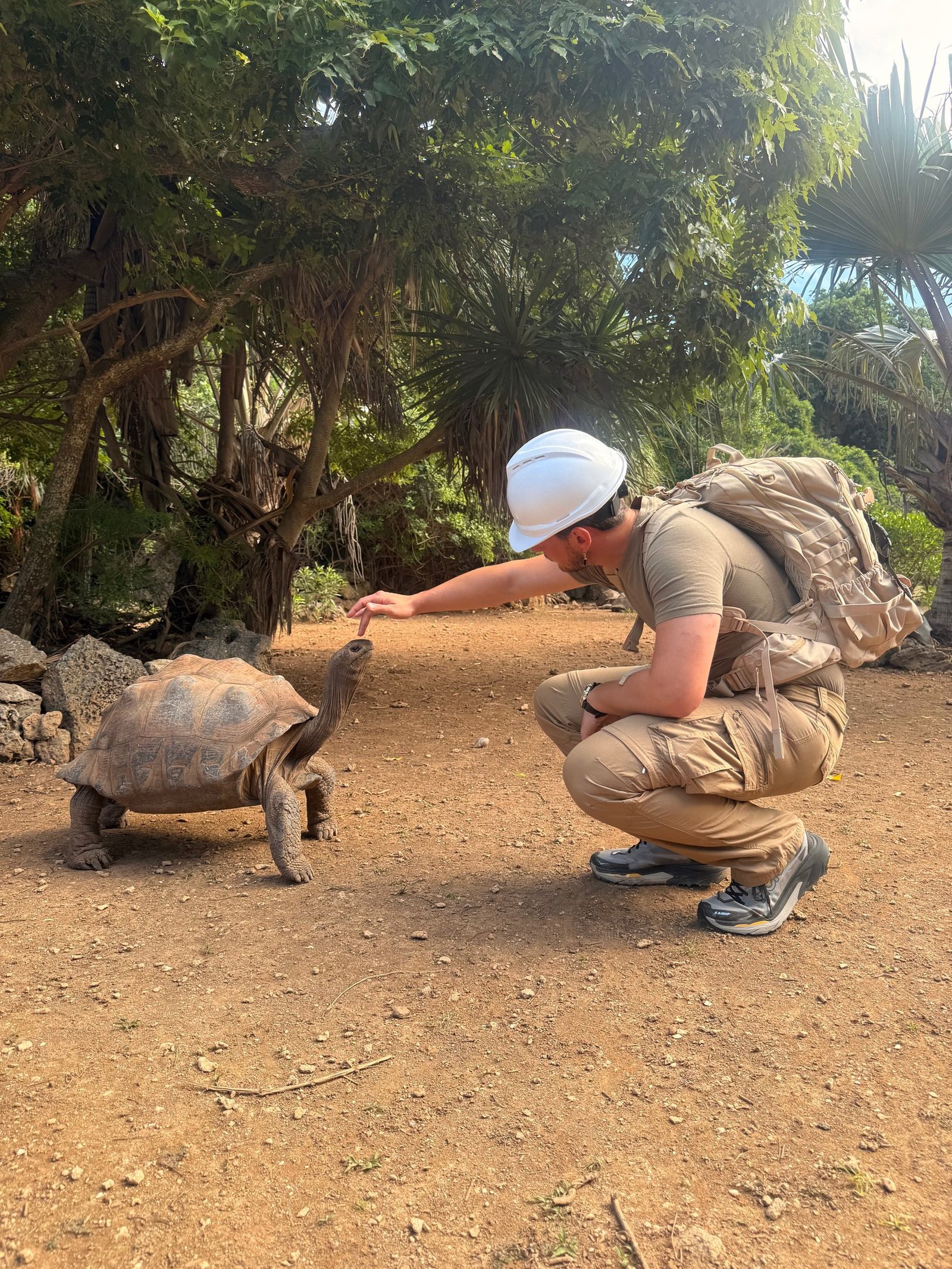 Giant tortoise walking up to visitors at the Rodrigues tortoise reserve