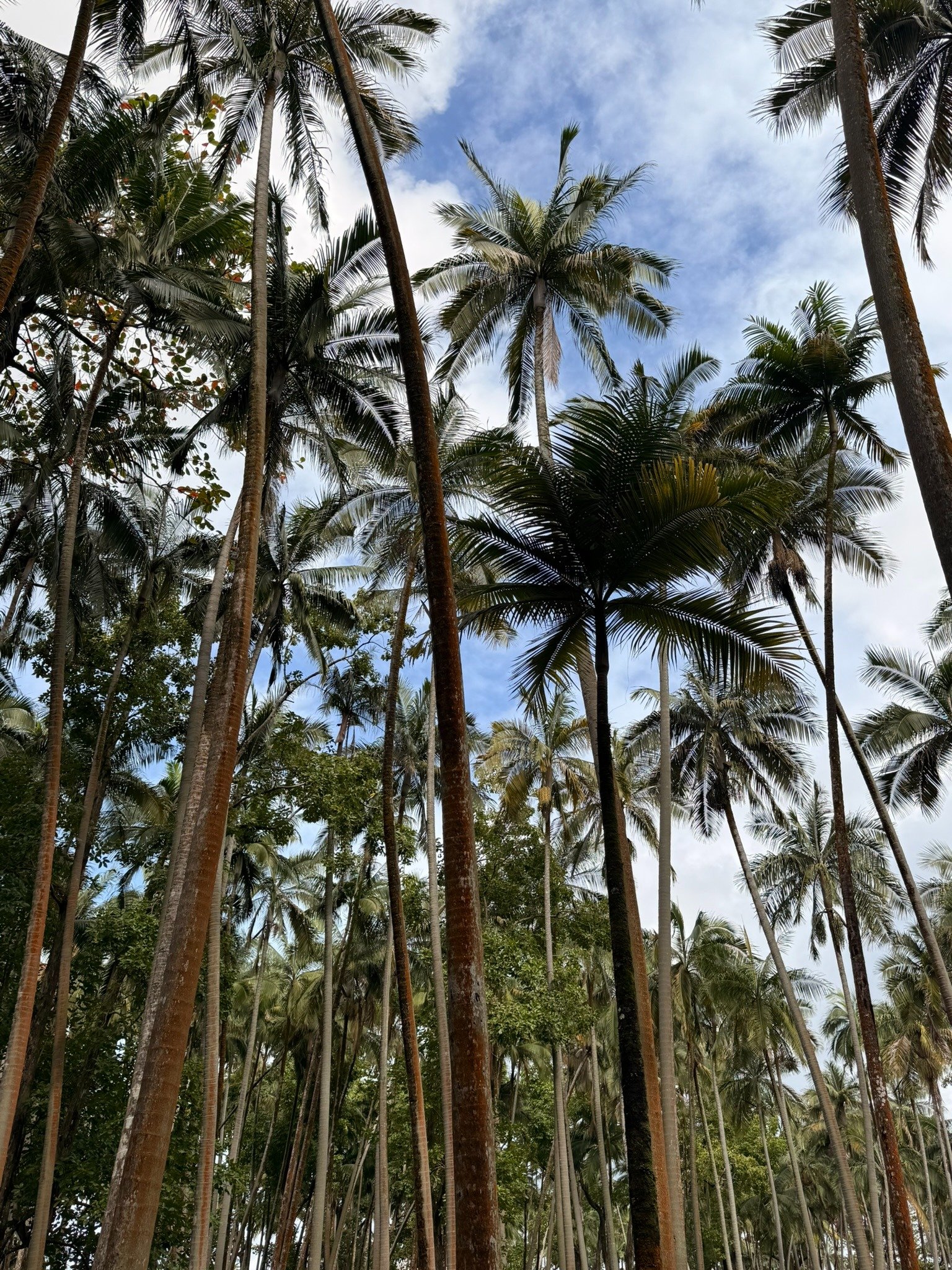 Palmeraie derrière la côte à l’Anse des Cascades, sur la côte est de La Réunion